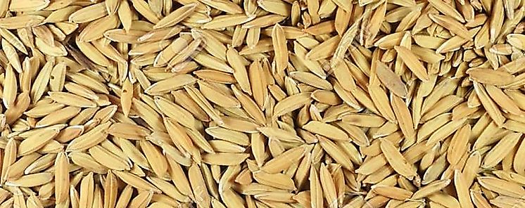 Cadena de Arroz aprueba la importacin de 600 mil quintales