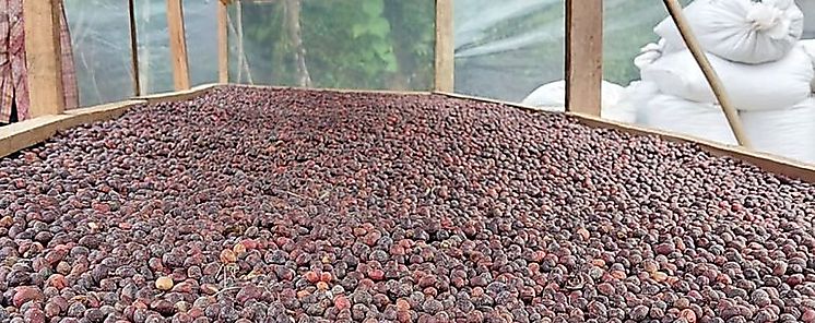 Exportadores de café y cacao panameños cuentan con admisibilidad para China