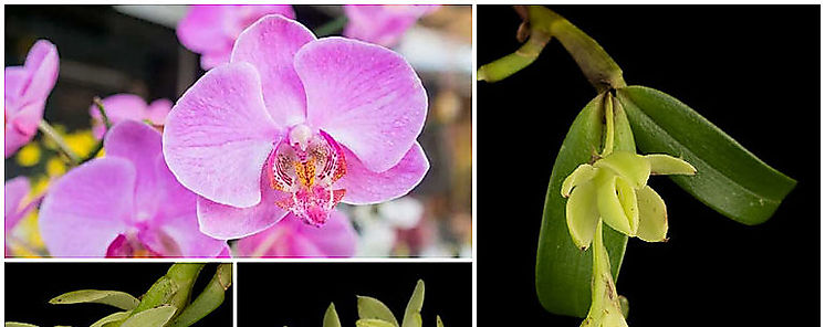 Hallan en Costa Rica 20 nuevas especies de orqudeas