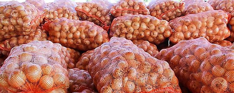 Gobierno aprueba compra de cebolla por B25 millones a productores de Tierras Altas Coclé y Azuero