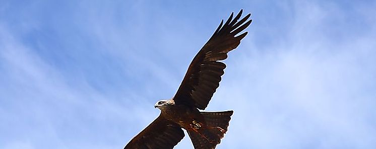 Cambios en reproduccin de las aves responderan al cambio climtico