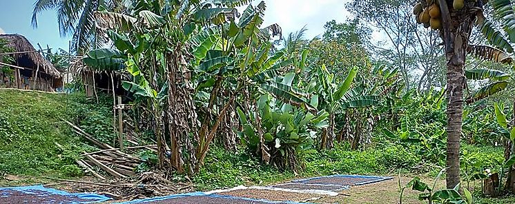 Comarca Guna Yala cosecha 19 millones de libras del grano seco
