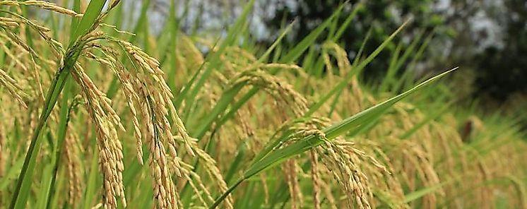Contingente de 600 mil quintales de arroz lleg a Panam