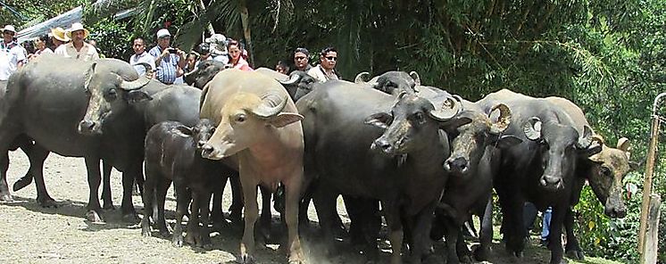 Pequeos productores se capacitan en elaboracin de queso bfala