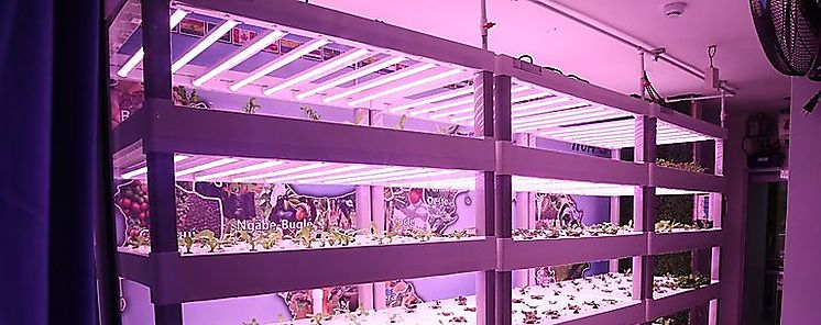 Inauguran mdulo demostrativo de agricultura vertical en ambiente controlado