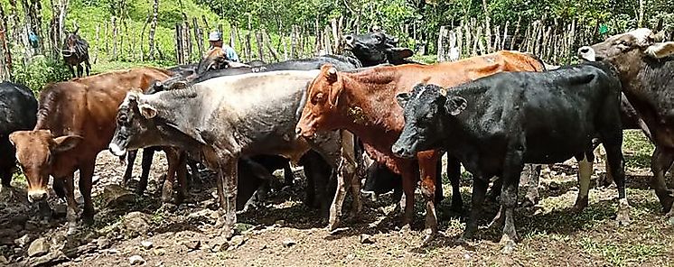 Seleccionan 20 novillos para proyecto bovino ceba tradicional
