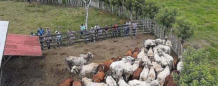 Ganaderos reciben sementales de alta gentica en Chepo