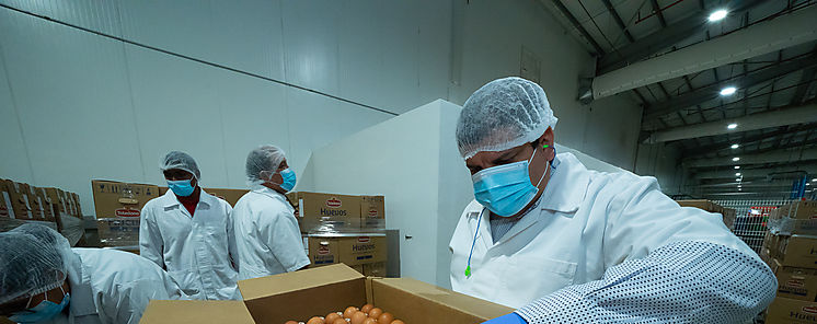Toledano consolida su liderazgo y expande su presencia internacional con la exportacin de huevos al caribe