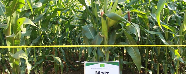 IDIAP capacita a productores de Darin en cultivo de maz