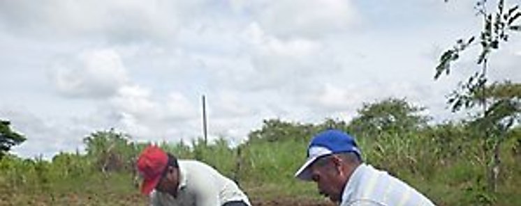 Establecen parcelas silvopastoriles en cuenca del Ro Parita
