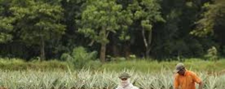 Capacitacin de campesinos en Panam para aumentar la seguridad alimentaria