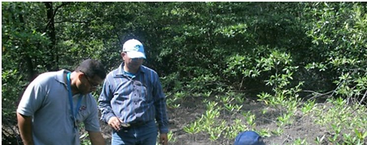 Estudian reforestacin en zonas de Panam Oeste