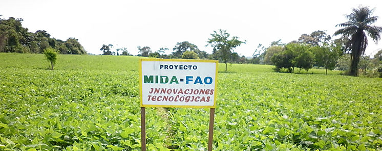 Avanza cosecha de poroto