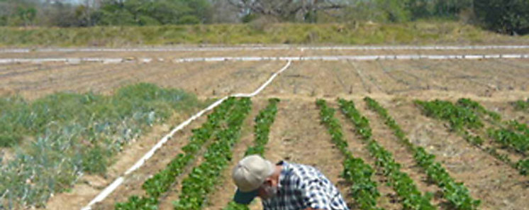 Dan seguimiento a cultivos de poroto tomate y cebolla
