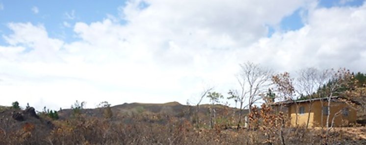 Incendio forestal afecta plantaciones de Pinos