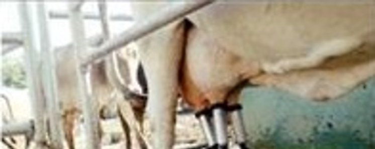 Impulsan creacin de Instituto Panameo de Ganadera de Leche 