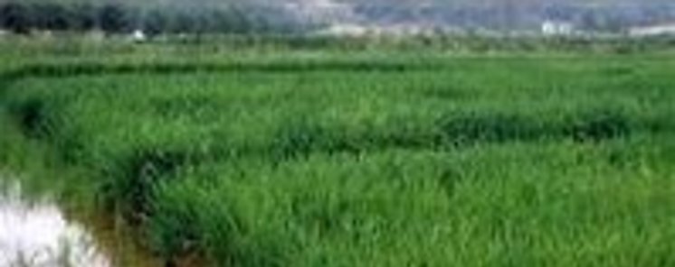 Situacin de arroz en Cocl es analizada por expertos vietnamitas