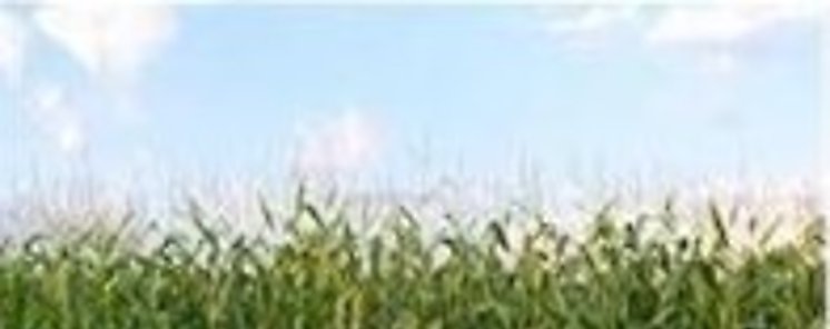 Futuros de maz logran importantes avances en Chicago