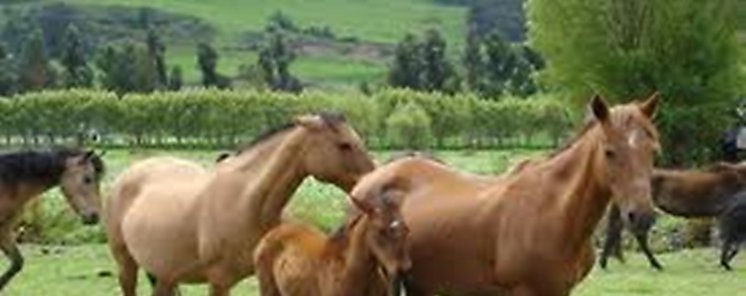 Declaran alerta sanitaria