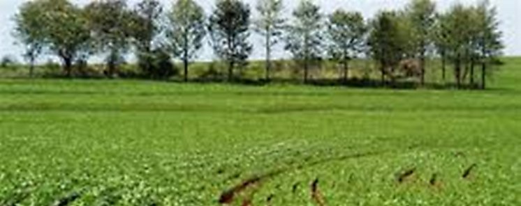 FAO y la OCDE prevn lento crecimiento de produccin agrcola mundial