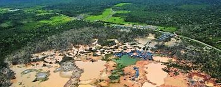 Cada ao se pierden 14 millones de hectreas de bosque