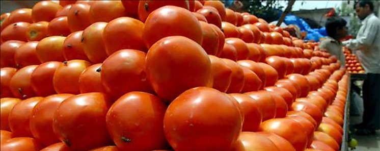 Aumenta la produccin de semilla de tomate 