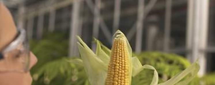 Productores aceptan tecnologas y variedades con mayor rendimiento 