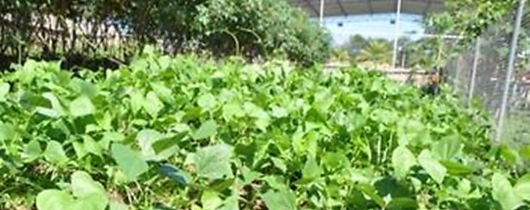 Alimentos latinoamericanos tienen anemia