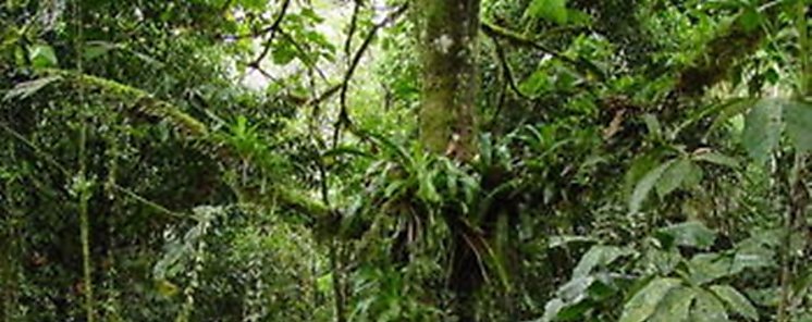 La selva tropical del Congo se vuelve cada vez ms rida