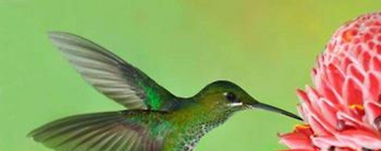 Ecuador alberga 17 de aves del mundo como lugar ideal de avistamiento