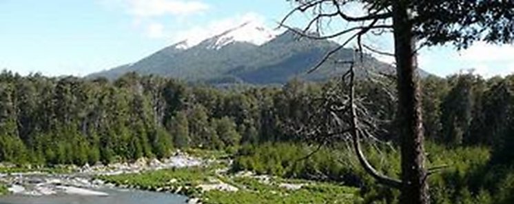 Villa La Angostura podra perder el 80 por ciento de sus bosques