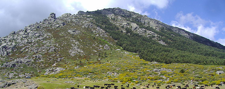 Las Tablas y David mayor aporte en el sacrificio de ganado vacuno