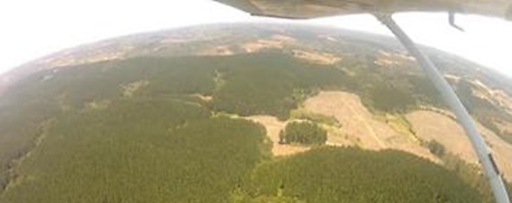 rboles Transgnicos El nuevo y nefasto impulso de la industria forestal