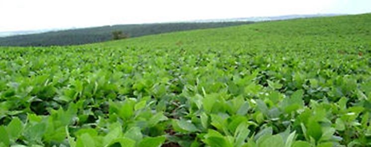 Anulan permiso a la empresa Monsanto para sembrar soya transgnica en Yucatn