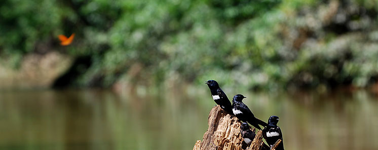 La proteccin de espacios naturales estrategia clave para la conservacin de la biodiversidad