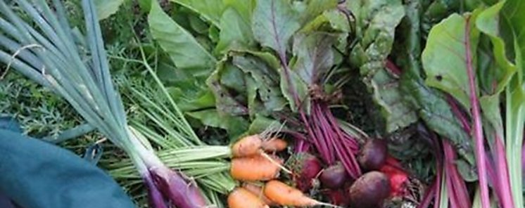 Por qu se estropea una ensalada aliada