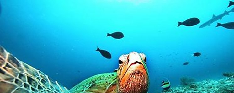 La vida en los ocanos se enfrenta una 145hecatombe sin precedentes