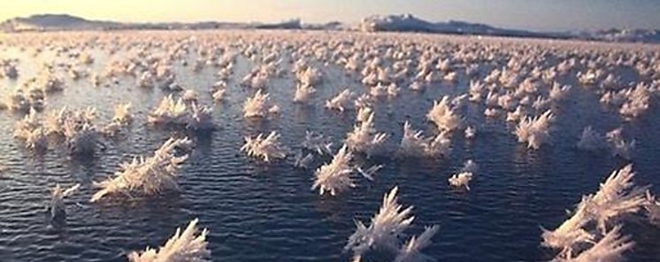 Las misteriosas flores de hielo antrticas podran revelarnos el origen de la vida