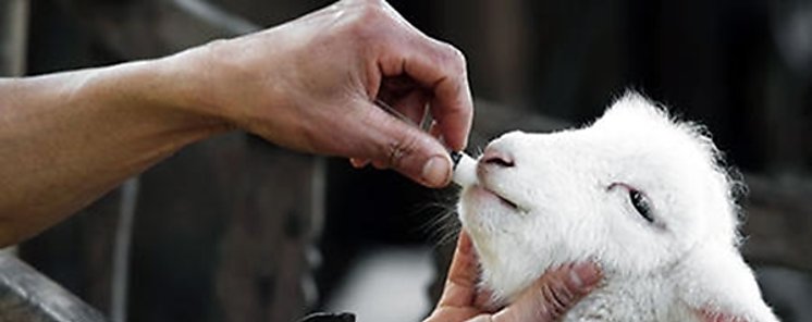 Peligro de los antibiticos en la alimentacin de los animales