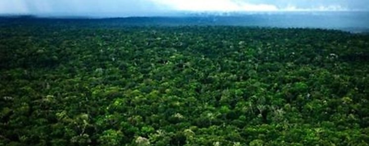 El Amazonas ya no ser ms el pulmn del planeta segn un estudio