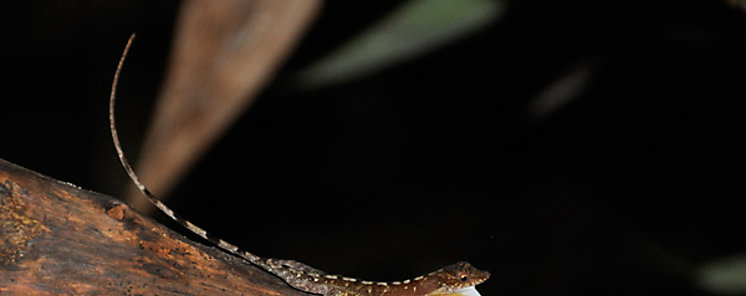 Vinculan al fenmeno de El Nio con el declive de una lagartija tropical