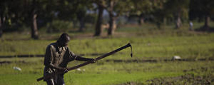 La agricultura es clave para la seguridad alimentaria del Caribe y para enfrentar el cambio climtico